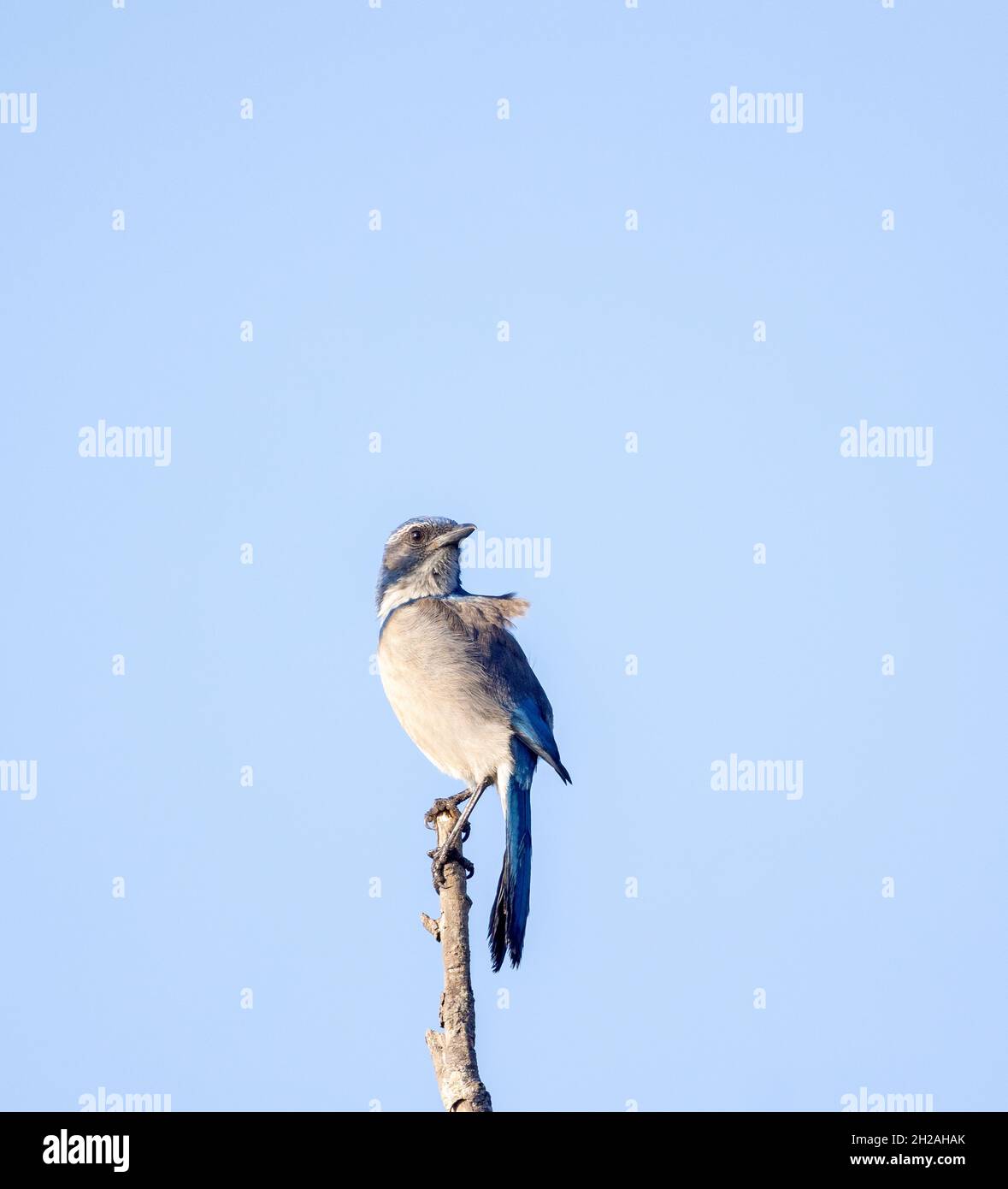 Western Scrub Jay Banque D'Images