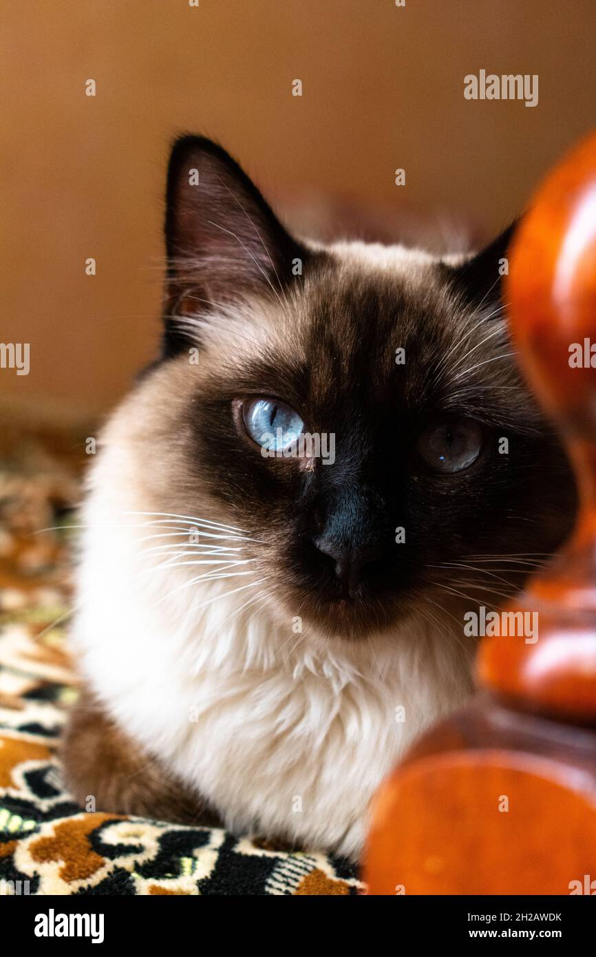 Chat Siamois Femelle A Poil Long Photo Stock Alamy