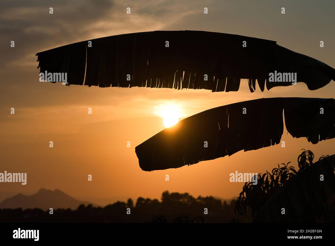 feuilles de banane au coucher du soleil, belle scène de coucher du soleil dans la nature avec des feuilles de banane Banque D'Images