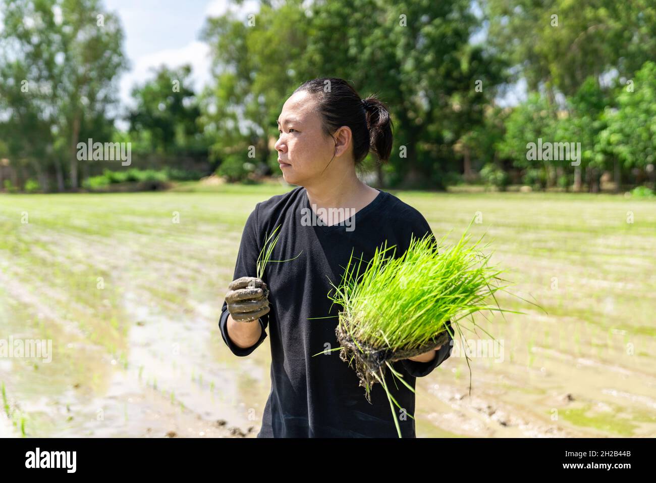 L'homme amateur d'Asie teste et tente de transplanter des semis de riz ...
