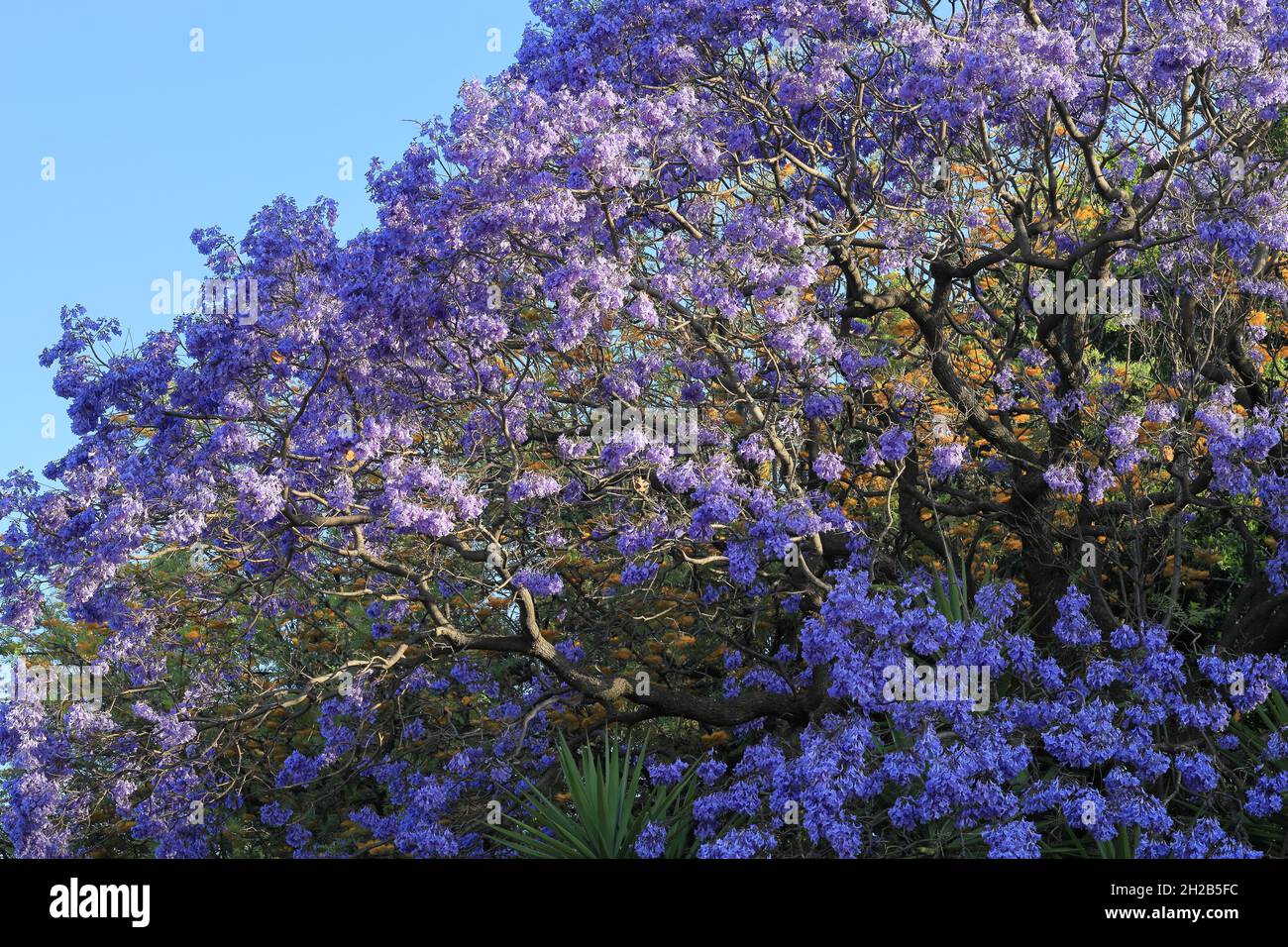 Gros plan de l'arbre Jacaranda fleur pourpre au printemps, avec des fleurs jaunes en arrière-plan, contre le ciel bleu.Printemps, saison, nature, concept de fond. Banque D'Images