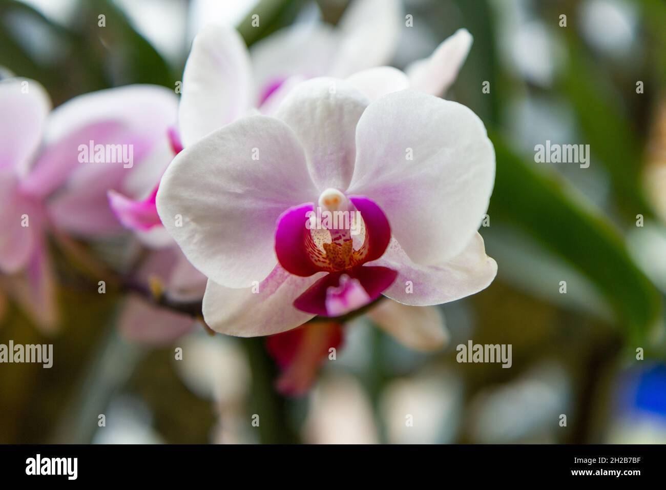Une belle orchidée blanche Banque D'Images