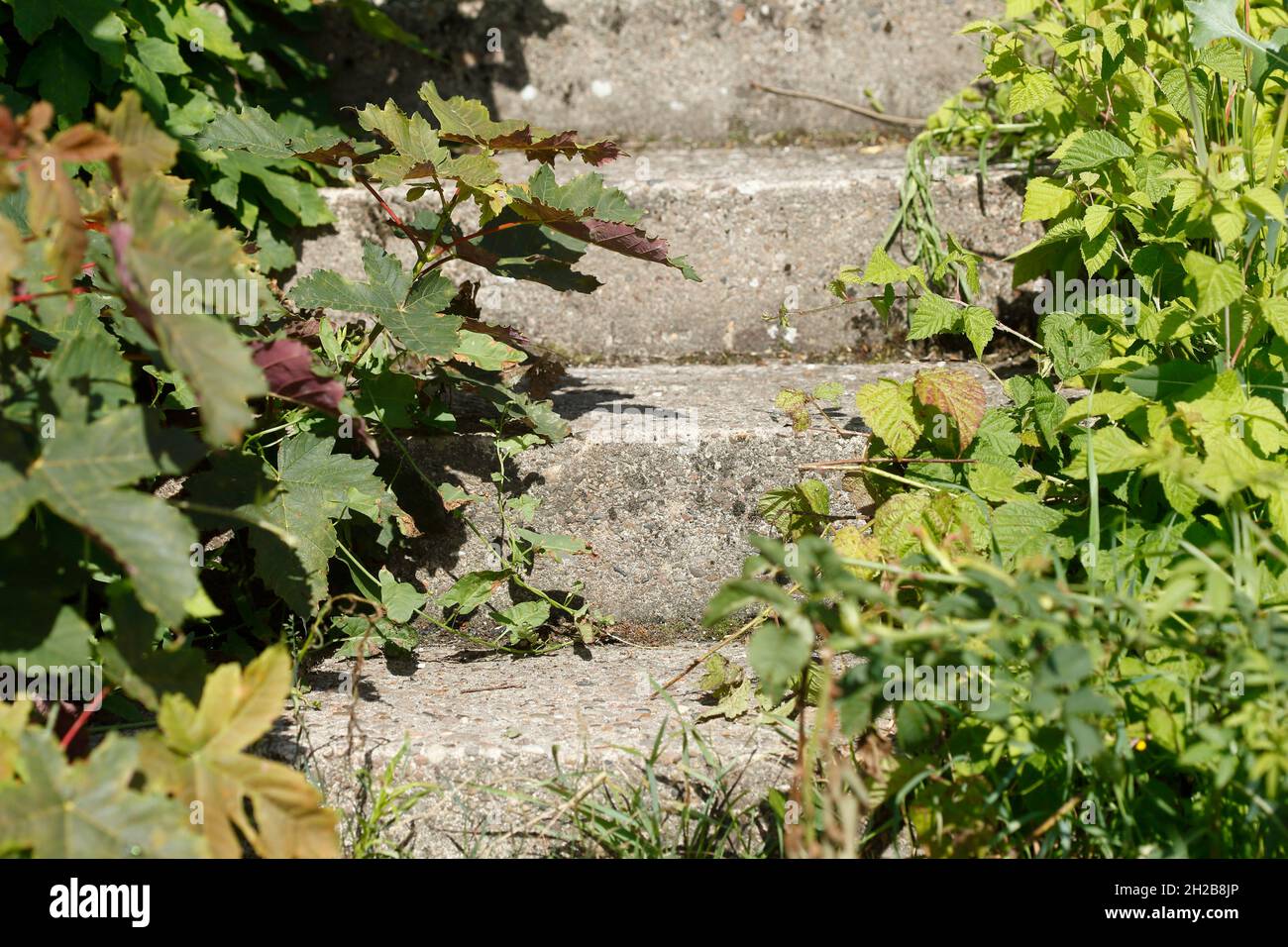 Escalier en pierre ancien surcultivé, marches, Allemagne Banque D'Images