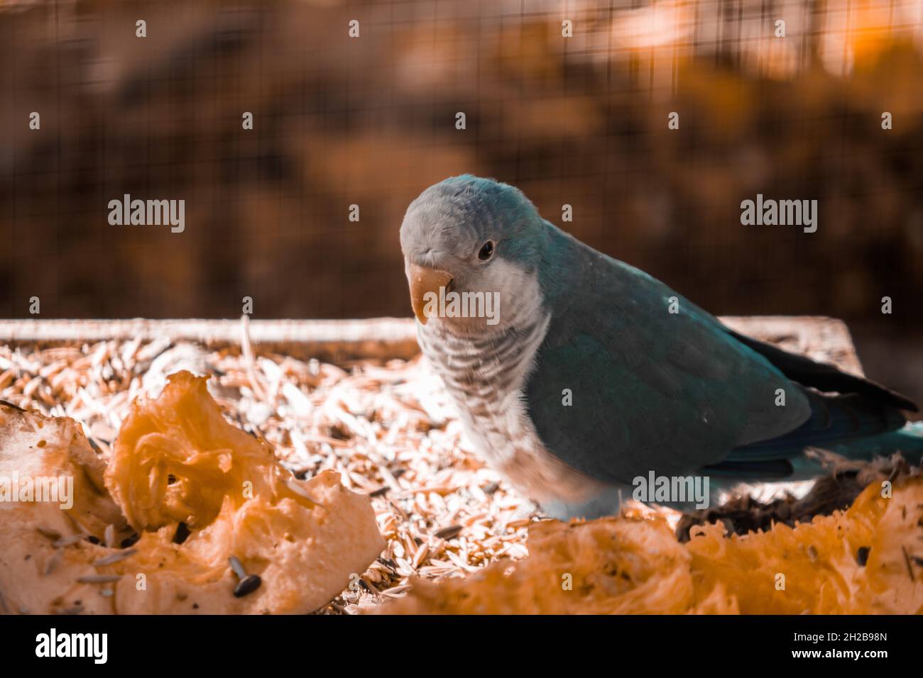 Le perroquet bleu de Monk mange une citrouille en automne. Banque D'Images