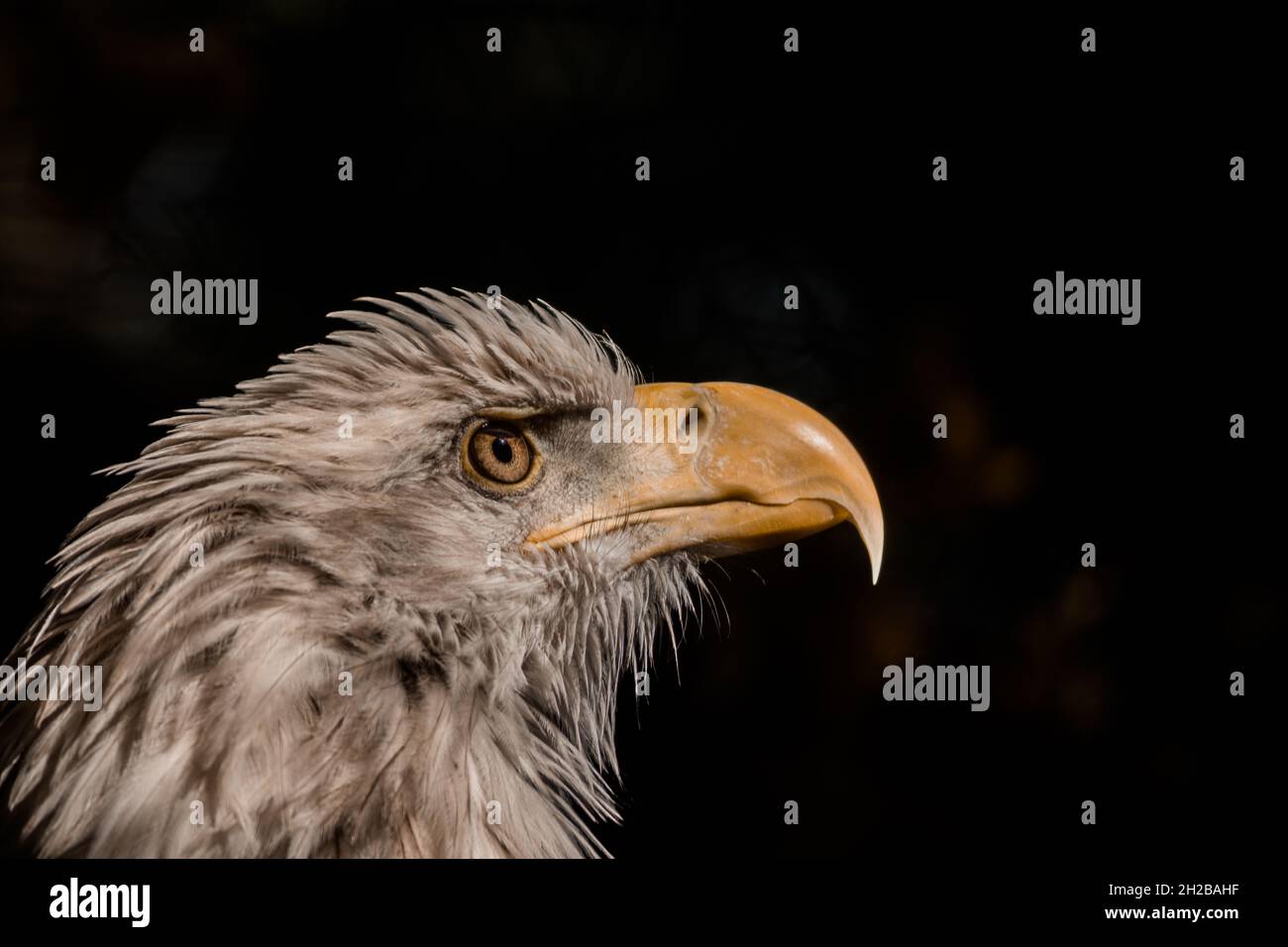 Gros plan de la tête de l'aigle. Banque D'Images