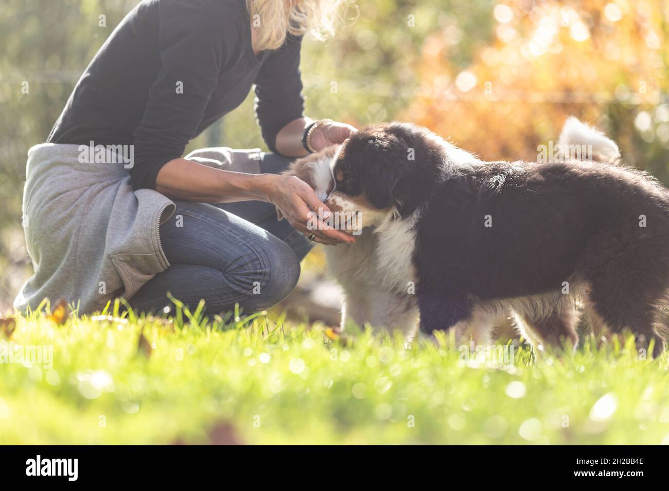 Un chien de maître féminin donne avec amour les premières leçons d'obéissance aux chiens de chiots de berger australiens mignons Banque D'Images Un chien de maître féminin donne avec amour les premières leçons d'obéissance aux chiens de chiots de berger australiens mignons Banque D'Images