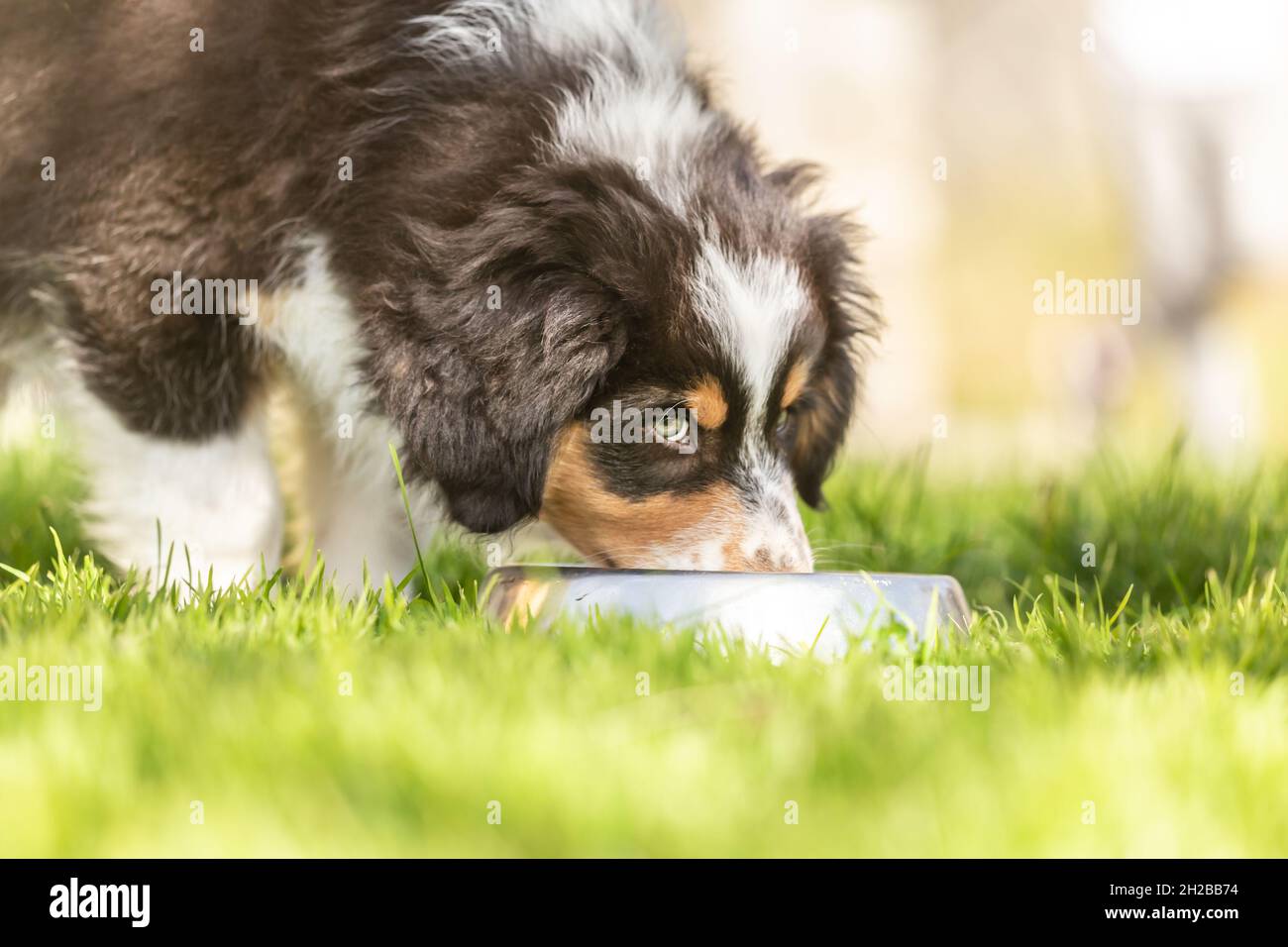 Portrait d'un chien de berger australien tricolore qui boit dans un bol d'eau Banque D'Images