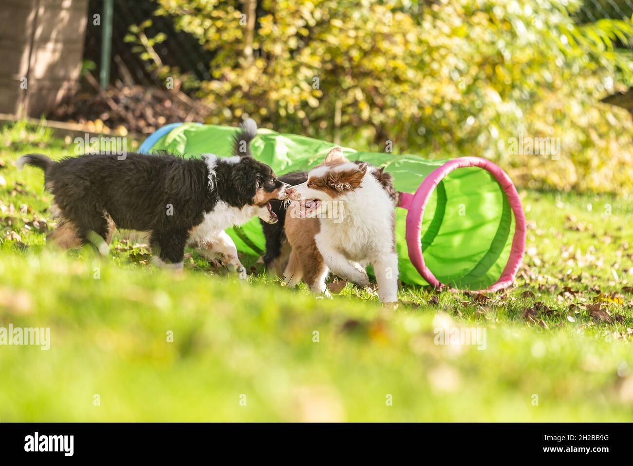 Chiens de berger australiens mignons jouant ensemble dans un jardin à l'extérieur Banque D'Images