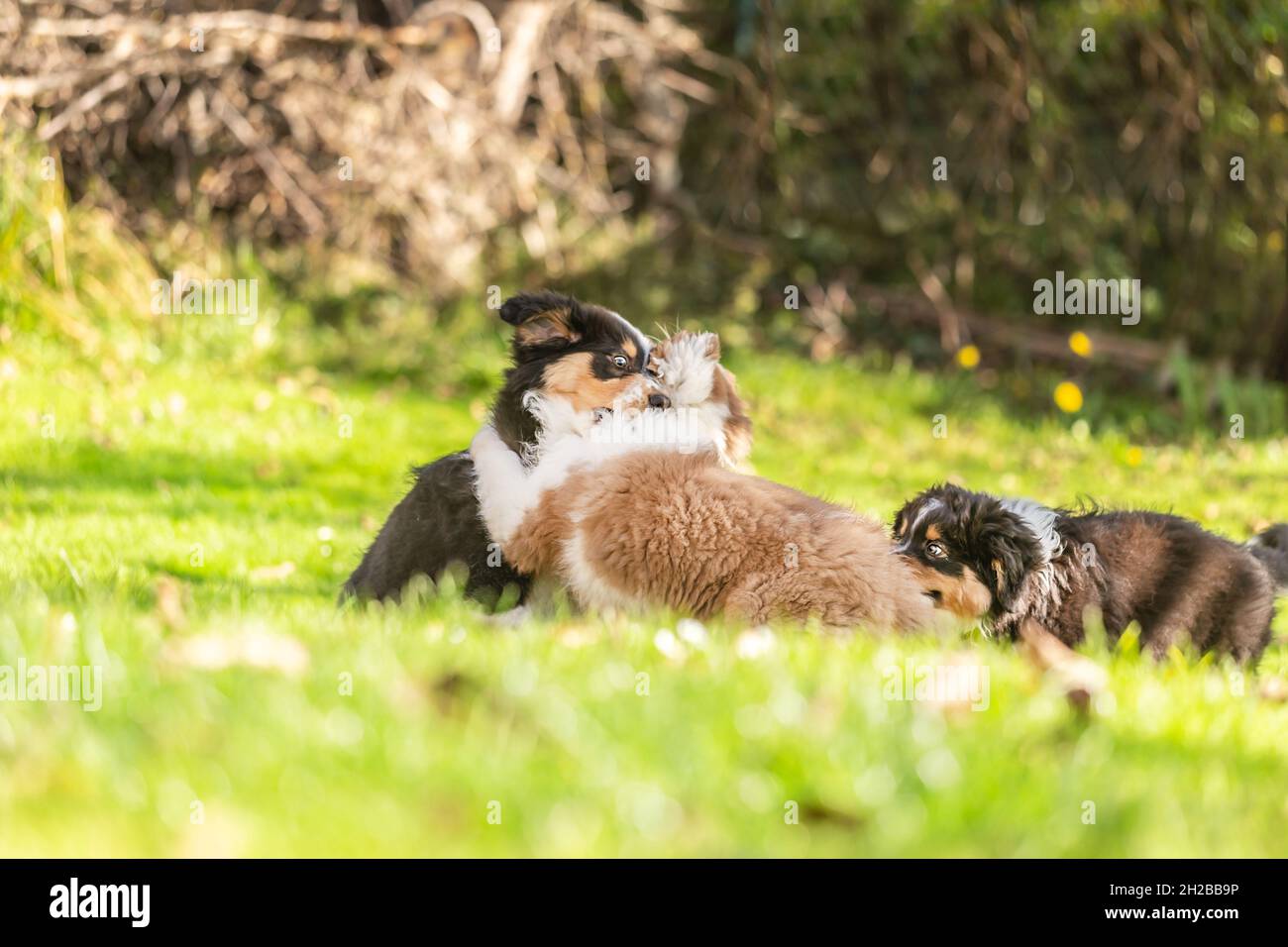 Chiens de berger australiens mignons jouant ensemble dans un jardin à l'extérieur Banque D'Images