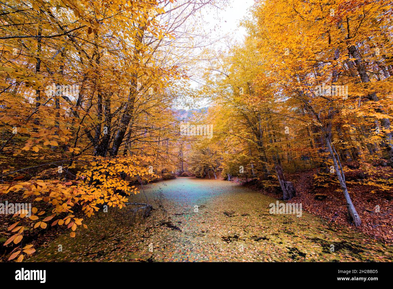 Feuillage d'automne dans le parc Yedigoller.Bolu, Turquie.Photo de haute qualité Banque D'Images