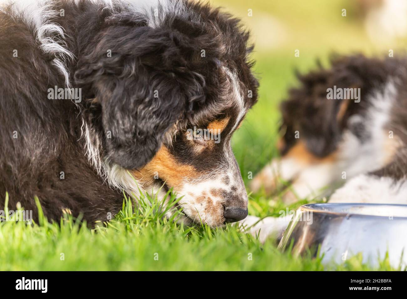 Portrait d'un chien de berger australien tricolore qui boit dans un bol d'eau Banque D'Images