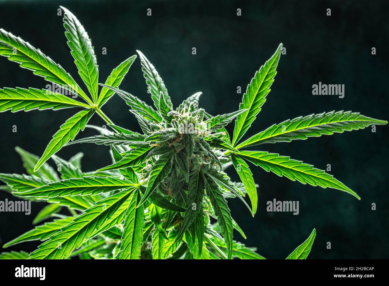 Plante de cannabis, prête pour la récolte, en fleur.Fleurs de marijuana avec des stigmates jaunes et des feuilles vertes.Culture du cannabis à des fins médicales Banque D'Images