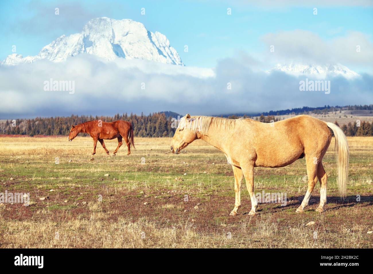 Chevaux sauvages en pâturage avec Teton Range en arrière-plan, Wyoming, États-Unis. Banque D'Images Chevaux sauvages en pâturage avec Teton Range en arrière-plan, Wyoming, États-Unis. Banque D'Images
