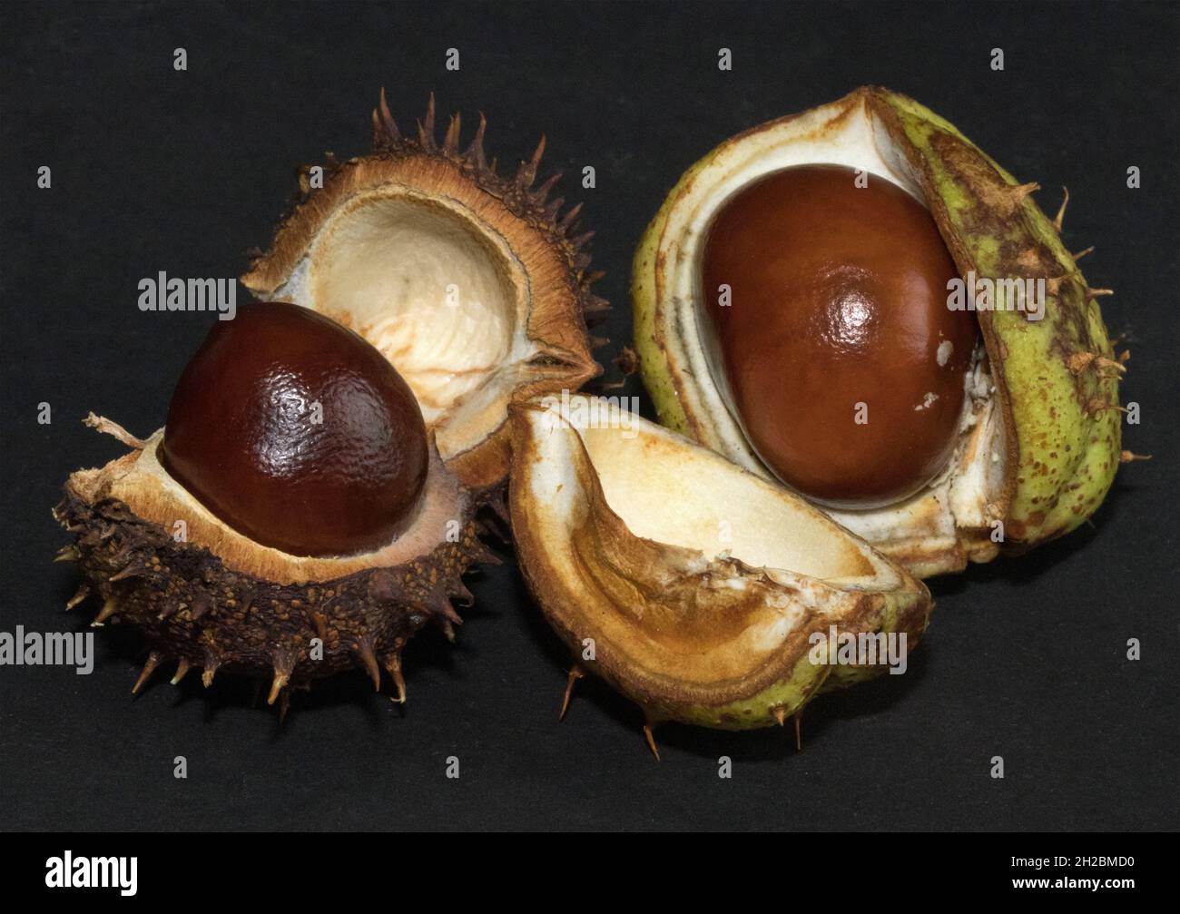 Les graines du châtaignier sont connues sous le nom de Conkers.Utilisé à l'origine pour traiter les chevaux.Les graines sont maintenant un renouveau populaire avec les enfants à recueillir dans aut Banque D'Images