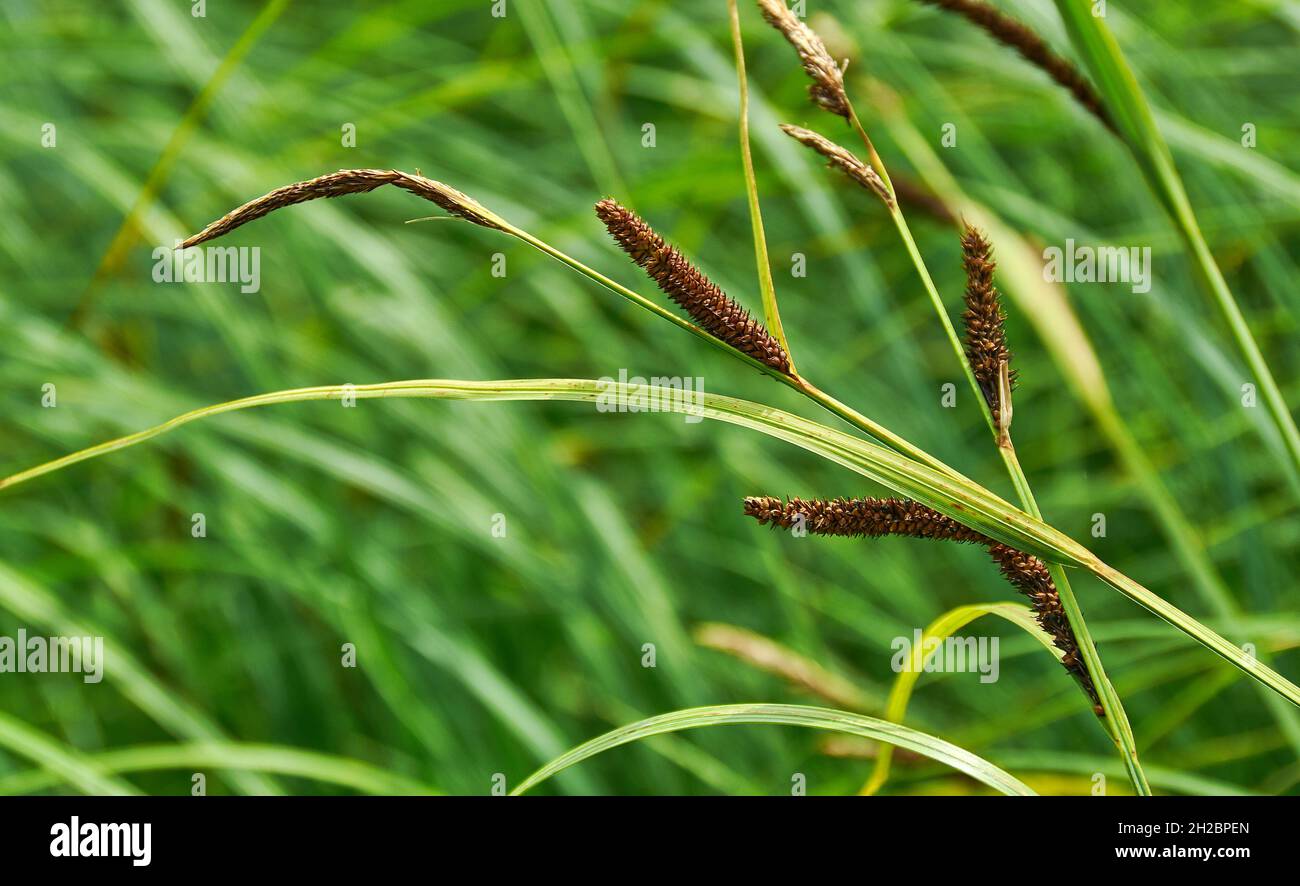 Carex acuta - trouvé croissant sur les bords des rivières et des lacs dans les écorégions terrestres Palaearctiques dans des lits de dep humide, alcalin ou légèrement acide Banque D'Images