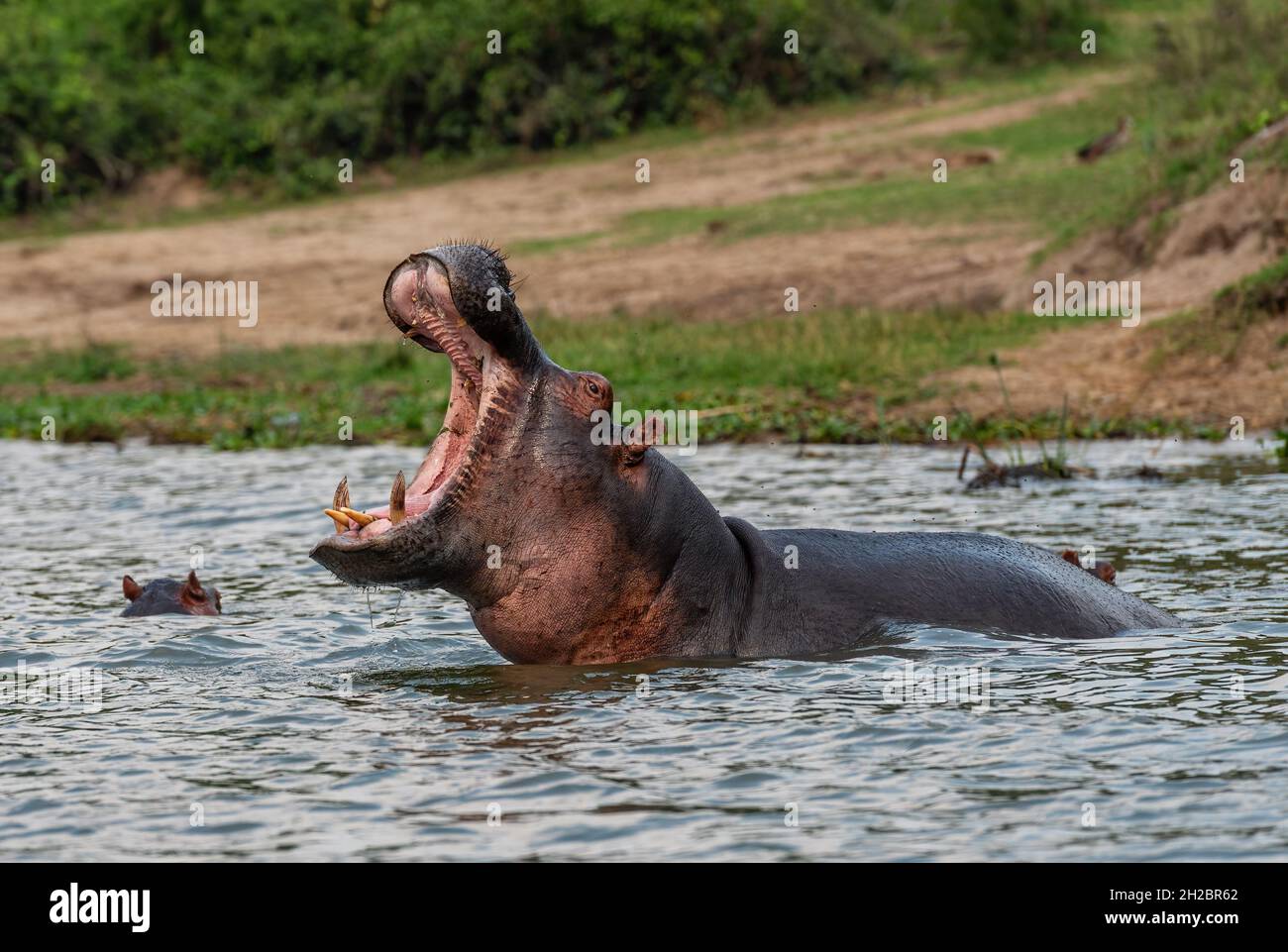 Hippopotame - Hippopotamus amphibius, grand mammifère populaire des rivières et lacs africains, parc national de la Reine Elizabeth, Ouganda. Banque D'Images