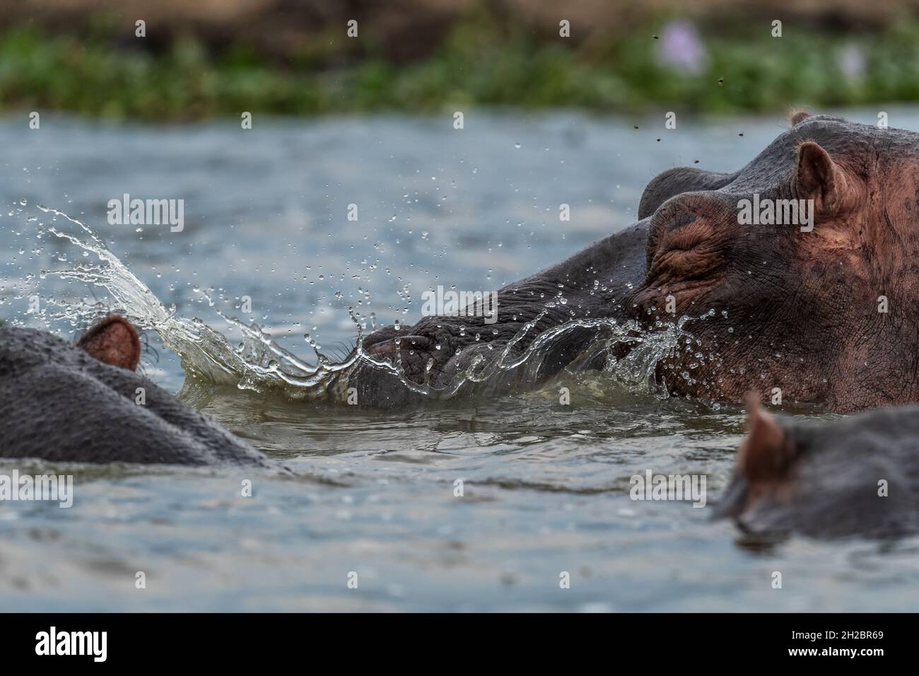 Hippopotame - Hippopotamus amphibius, grand mammifère populaire des rivières et lacs africains, parc national de la Reine Elizabeth, Ouganda. Banque D'Images