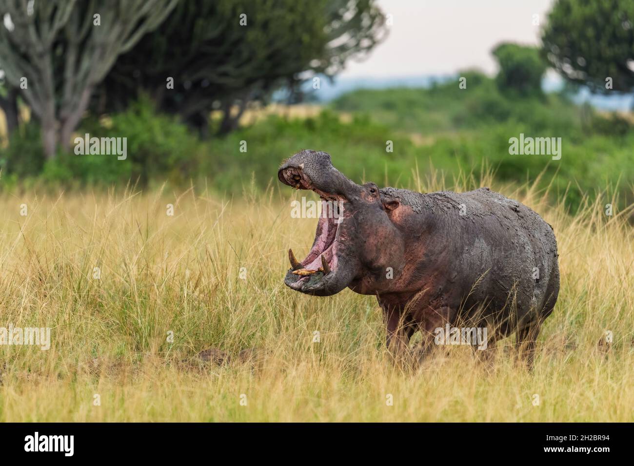 Hippopotame - Hippopotamus amphibius, grand mammifère populaire des rivières et lacs africains, parc national de la Reine Elizabeth, Ouganda. Banque D'Images