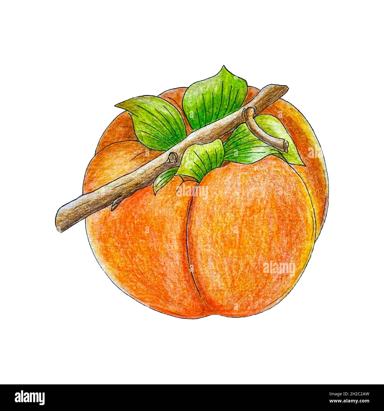 Persimmon main crayon dessin, esquisse, isolé, fond blanc.Illustration de votre conception. Banque D'Images