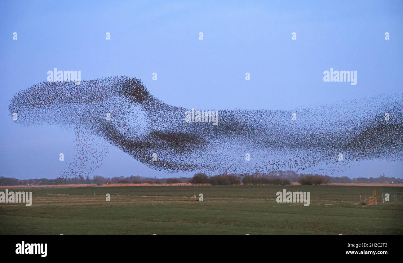 Esturling commun (Sturnus vulgaris), énorme troupeau d'étoiles en vol vers le lieu de rosing, pays-Bas, Frison, Leeuwarden Banque D'Images