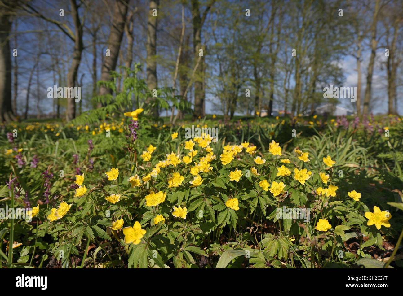 Anemone jaune, anemone de bois jaune, anemone de buttercup (Anemone ranunculoides), floraison, Pays-Bas, frison Banque D'Images