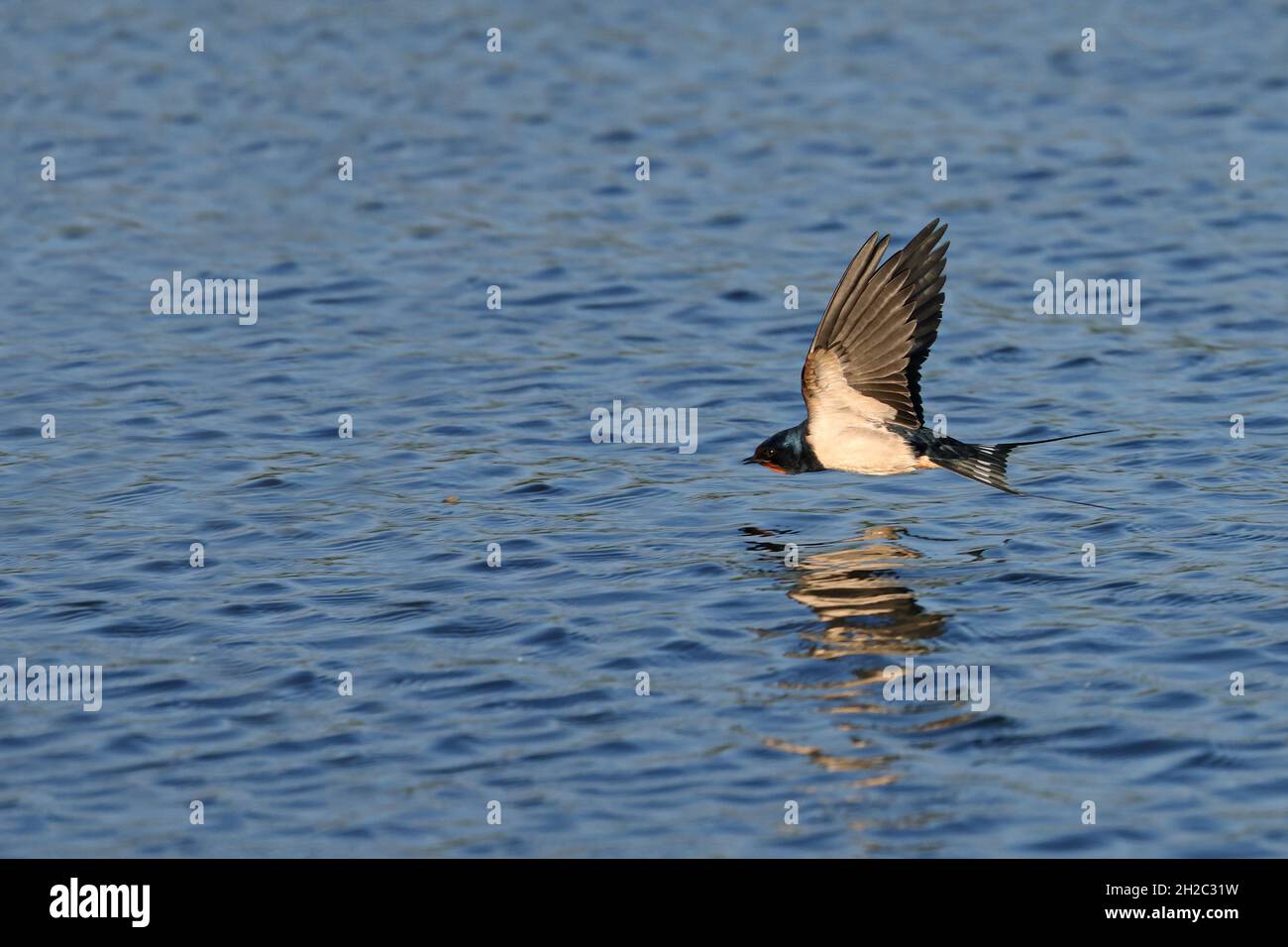 Hirondelle de grange (Hirundo rustica), volant au-dessus de l'eau, pays-Bas, Frison Banque D'Images