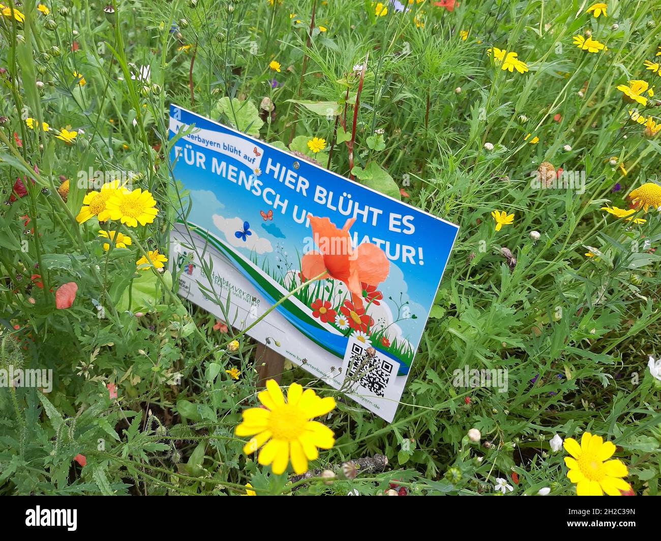 Fleurs sauvages en fleurs et signe d'informations, projet de protection des insectes, Allemagne Banque D'Images