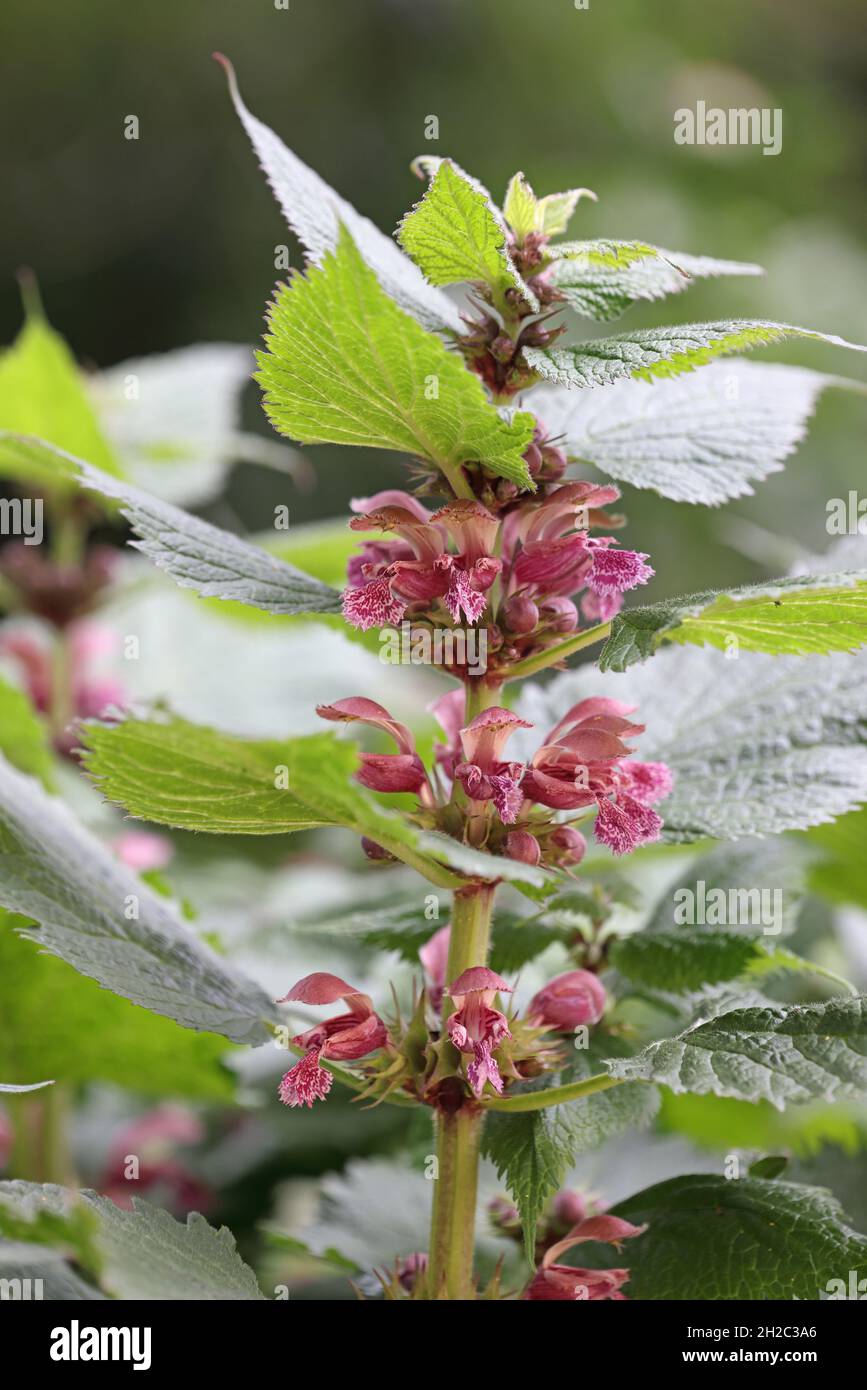 Grand Rouge Morte-Nettle, Grand Rouge Deadnettle (Lamium orvala), floraison, pays-Bas, Frison Banque D'Images
