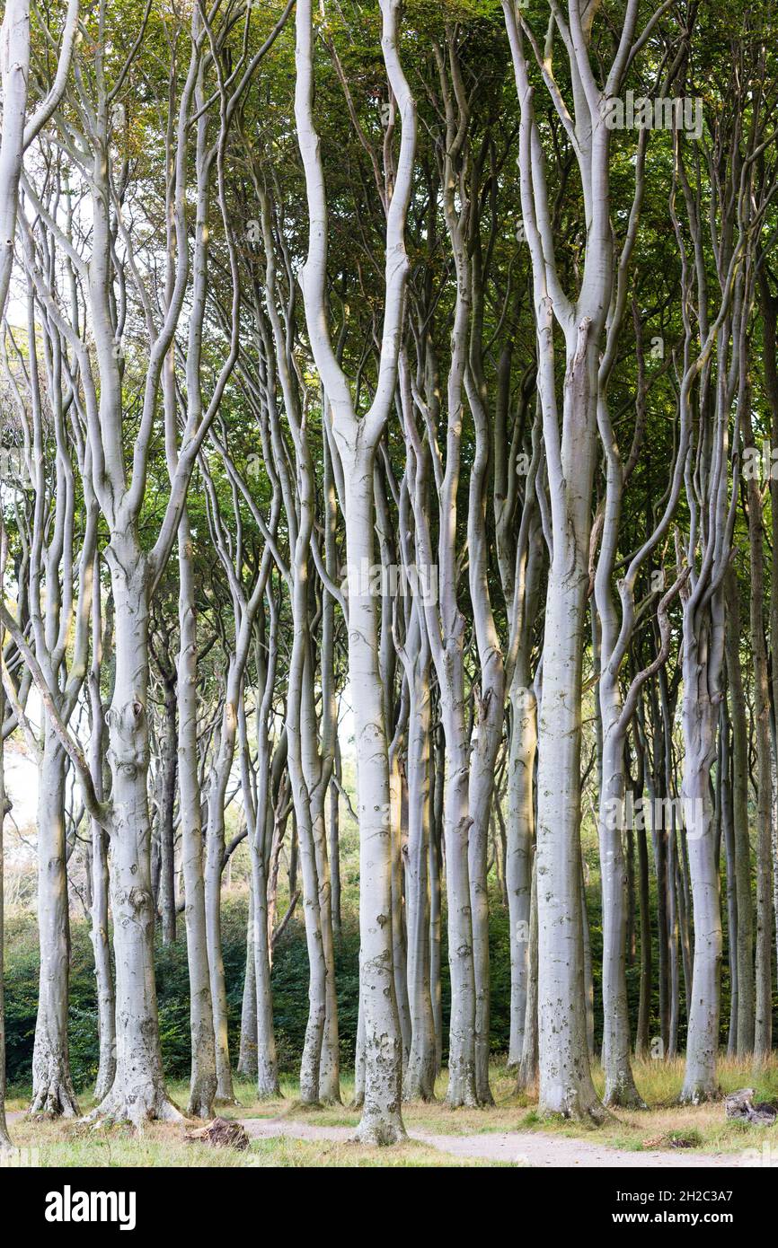 Hêtre commun (Fagus sylvatica), forêt de sangsues en forme de vent bizarse, Allemagne, Mecklembourg-Poméranie occidentale, NSG Gespensterwald Nienhagen Banque D'Images