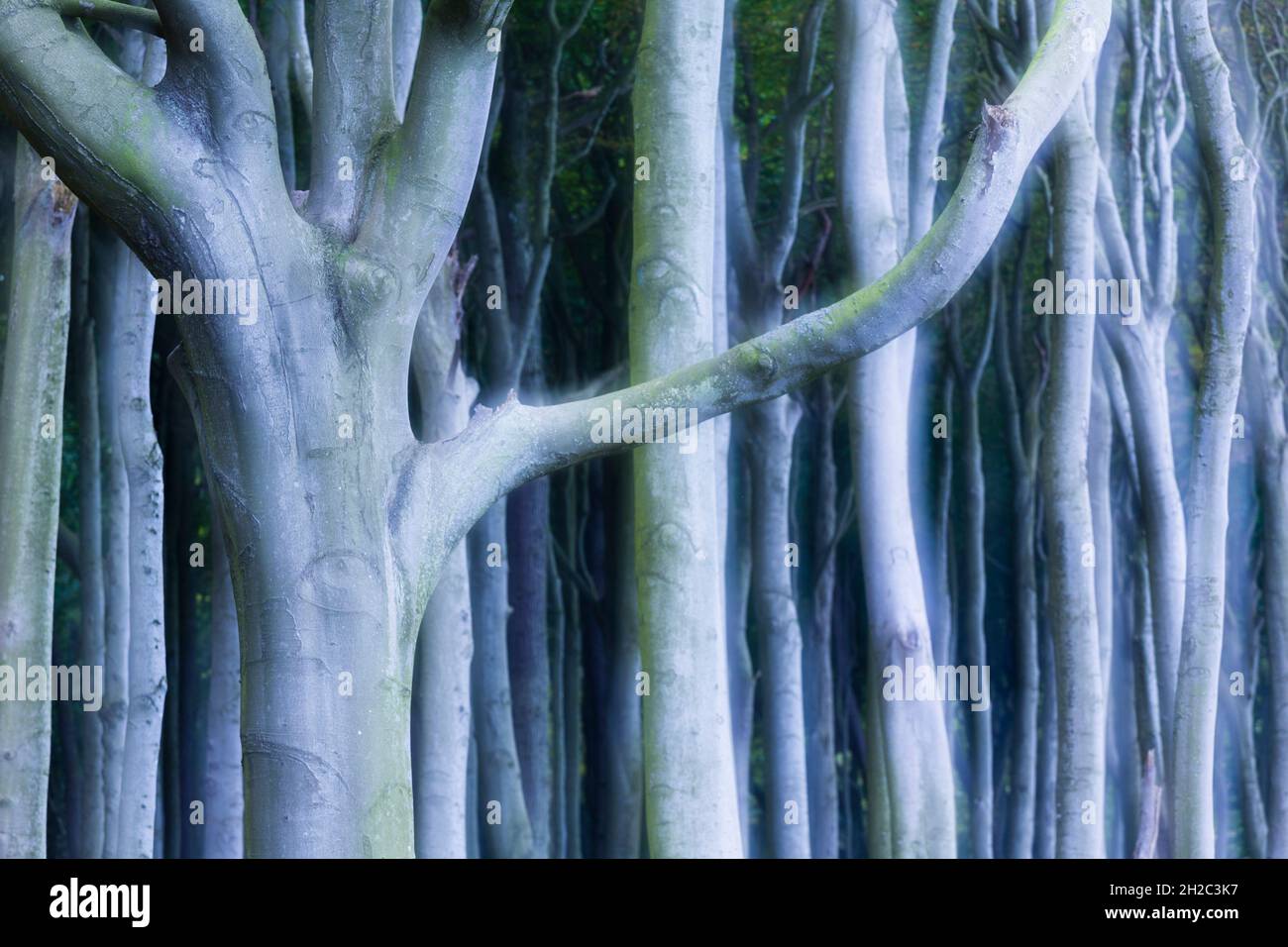 Hêtre commun (Fagus sylvatica), forêt de sangsues en forme de vent bizarse, Allemagne, Mecklembourg-Poméranie occidentale, NSG Gespensterwald Nienhagen Banque D'Images