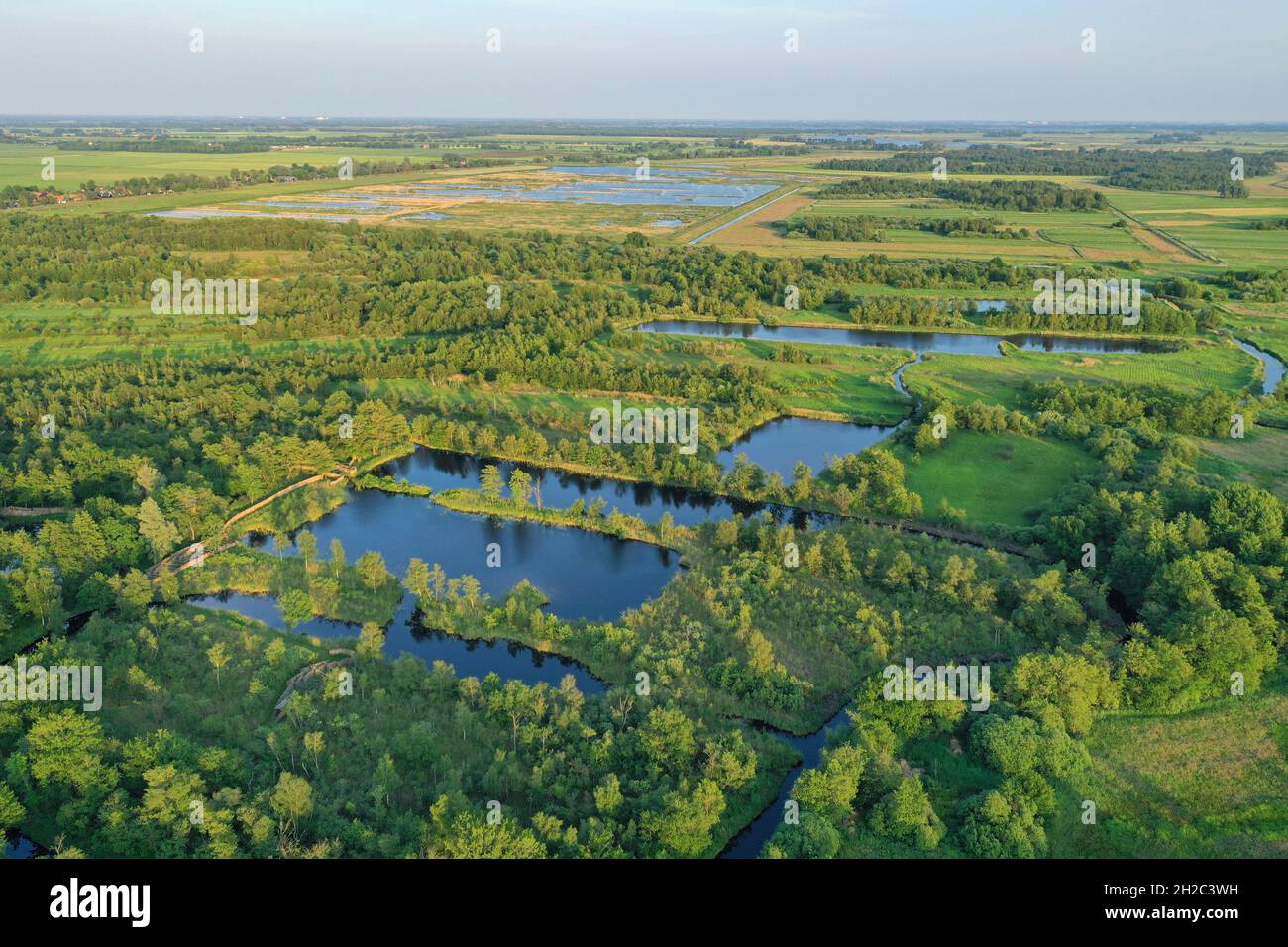 Forêt humide et marécage, pays-Bas, Overijssel, Parc national de Weerribben-Wieden Banque D'Images