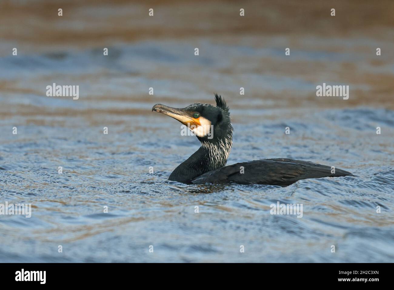 Grand cormoran chinois (Phalacrocorax carbo sinensis, Phalacrocorax sinensis), avec baignade de plumage reproductif , pays-Bas, pays-Bas du Nord, Banque D'Images