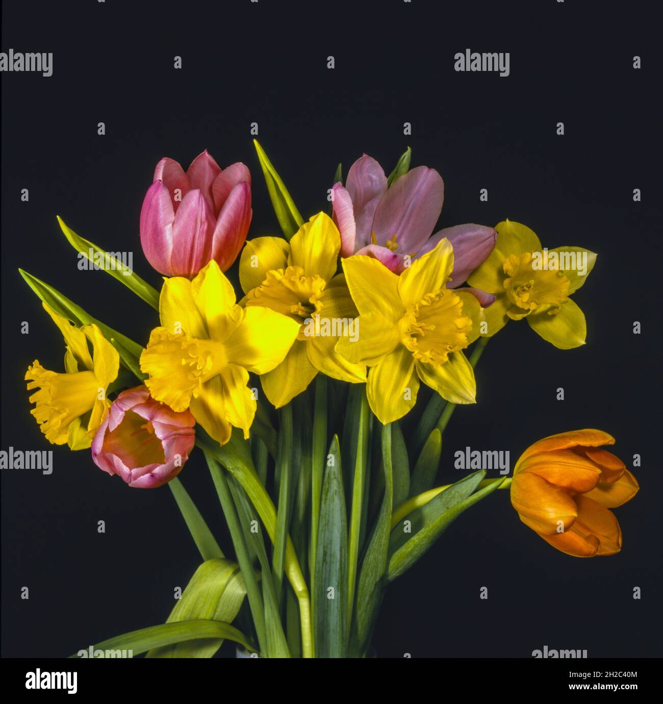 tulipes roses et orange, avec un arrière-plan noir jaune narcisse ganiste Banque D'Images