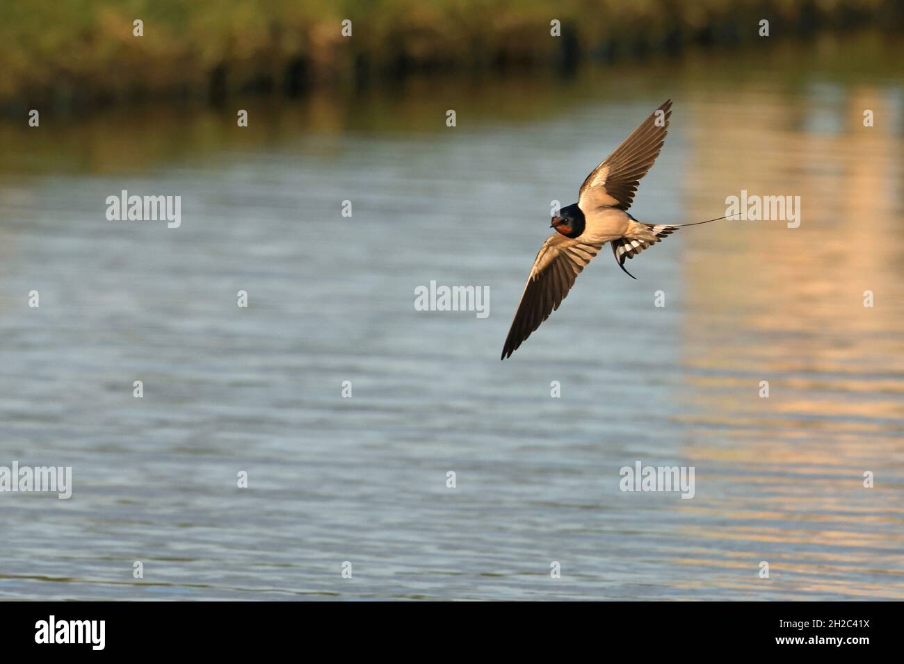 Hirondelle de grange (Hirundo rustica), survolant une étendue d'eau, pays-Bas, Frison Banque D'Images