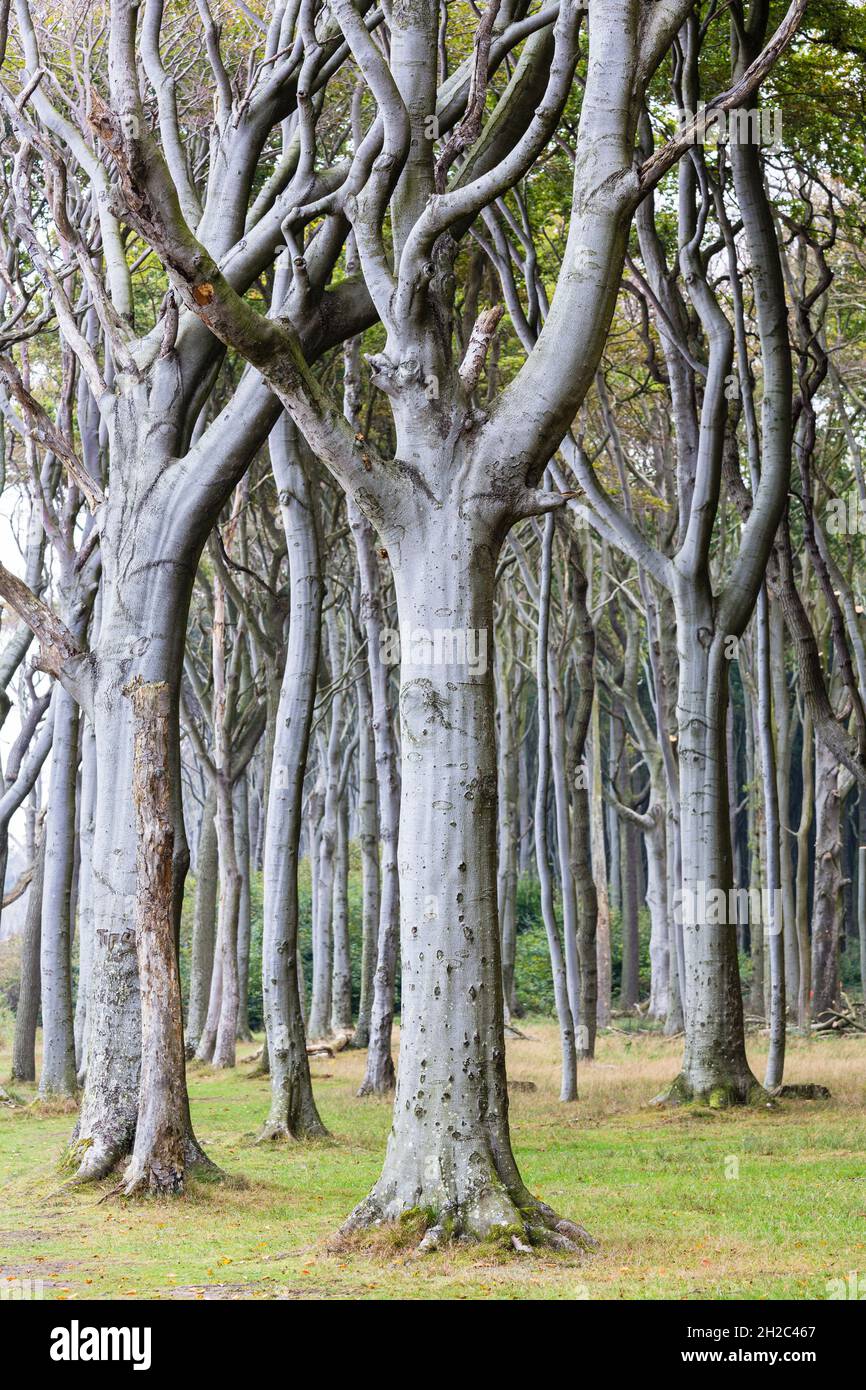 Hêtre commun (Fagus sylvatica), forêt de sangsues en forme de vent bizarse, Allemagne, Mecklembourg-Poméranie occidentale, NSG Gespensterwald Nienhagen Banque D'Images