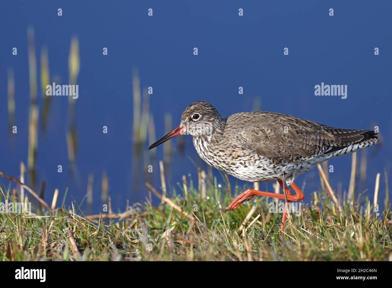 Queue rouge commune (Tringa totanus), alimentation sur terre, pays-Bas, Frise Banque D'Images