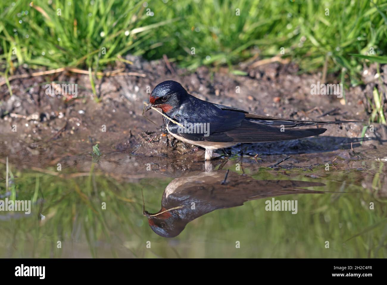 L'hirondelle de la grange (Hirundo rustica), se tient à une flaque avec du matériel de nidification dans le bec, avec image miroir, pays-Bas, Frise Banque D'Images