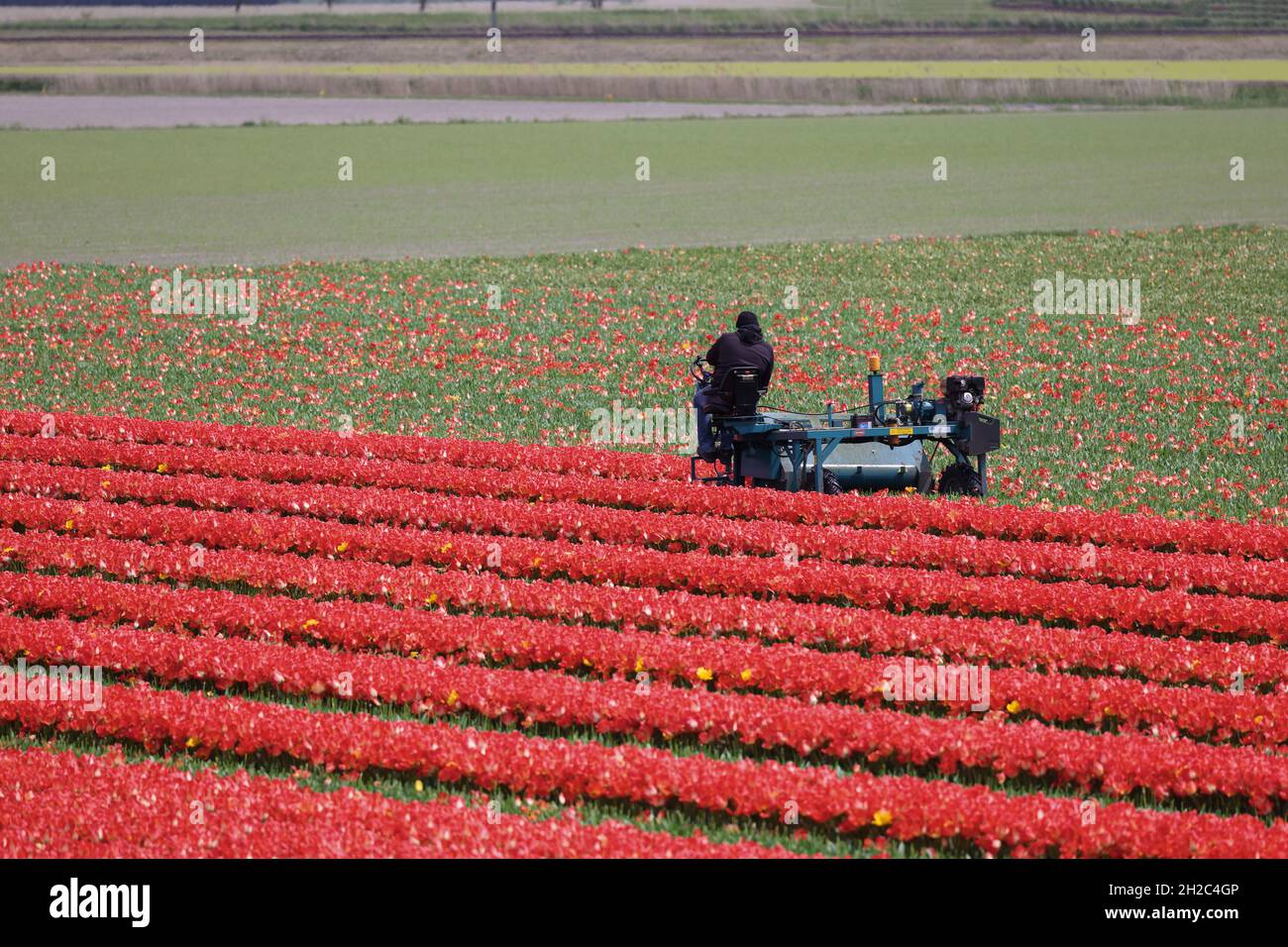 Champ de tulipe à fleurs rouges, tête mécanique des fleurs , pays-Bas, pays-Bas du Nord Banque D'Images