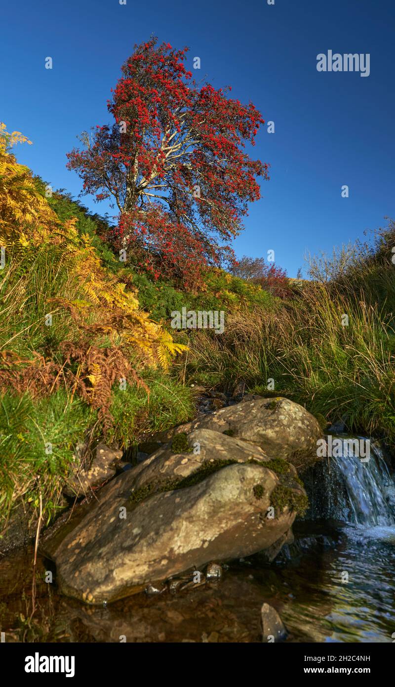 Superbe arbre rowan recouvert de baies rouges avec un ruisseau qui passe devant un magnifique matin d'automne aux frontières écossaises. Banque D'Images