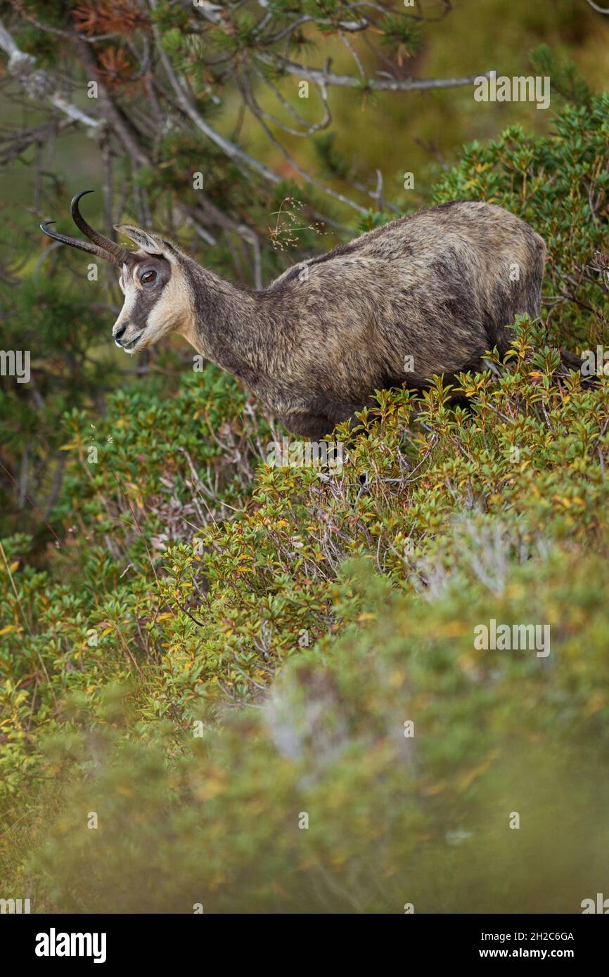 Chamois alpin ( Rupicapra rupicapra ) debout dans la végétation alpine colorée, la faune, les alpes suisses. Banque D'Images