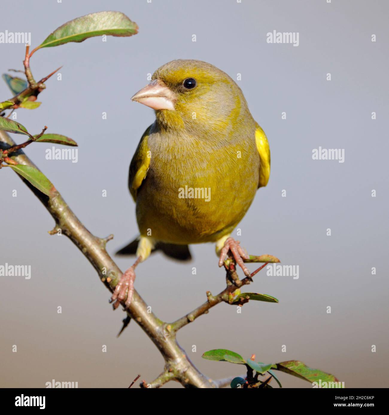 European Greenfinch ( Carduelis chloris ), oiseau mâle, perché sur une branche épineuse, regardant autour de manière attentive, vue frontale, faune, Europe. Banque D'Images