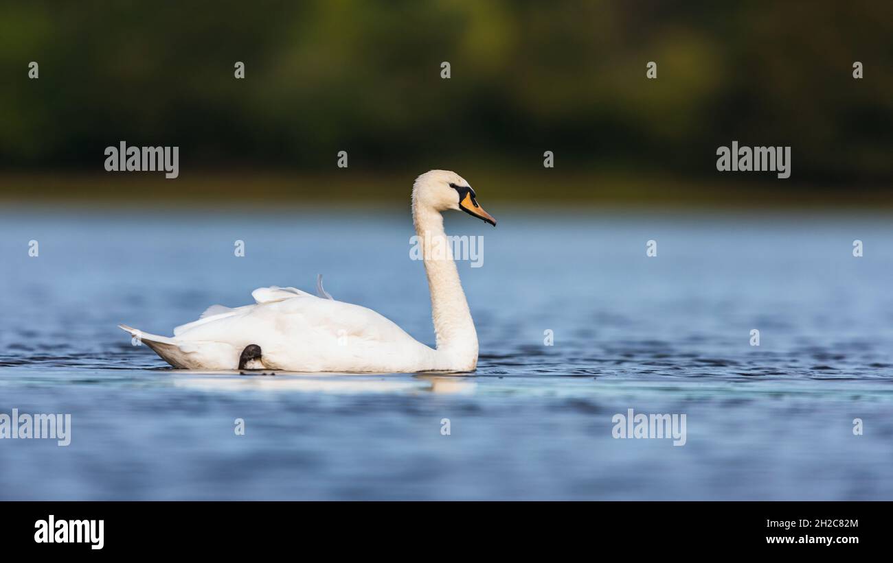 Mute Swan, Cygnes, Cygnus ont des couleurs sur l'eau dans l'habitat Banque D'Images
