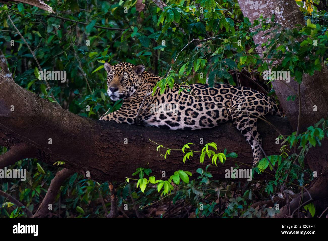 Une Jaguar, Panthera onca, reposant sur une branche d'arbre.Mato Grosso do Sul, Brésil. Banque D'Images