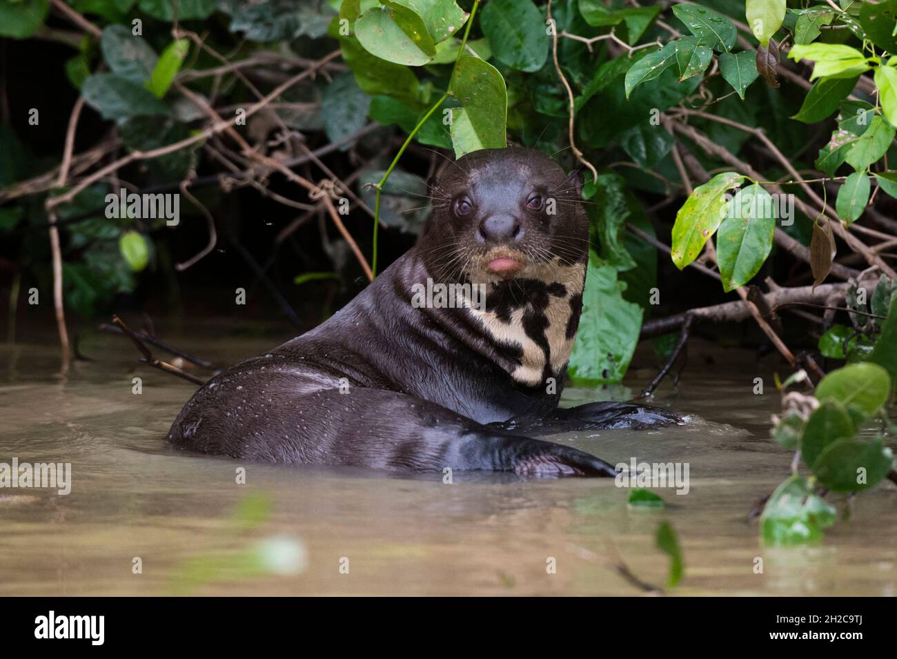 Une loutre géante, Pteronura brasiliensis, se reposant dans une rivière.Mato Grosso do Sul, Brésil. Banque D'Images