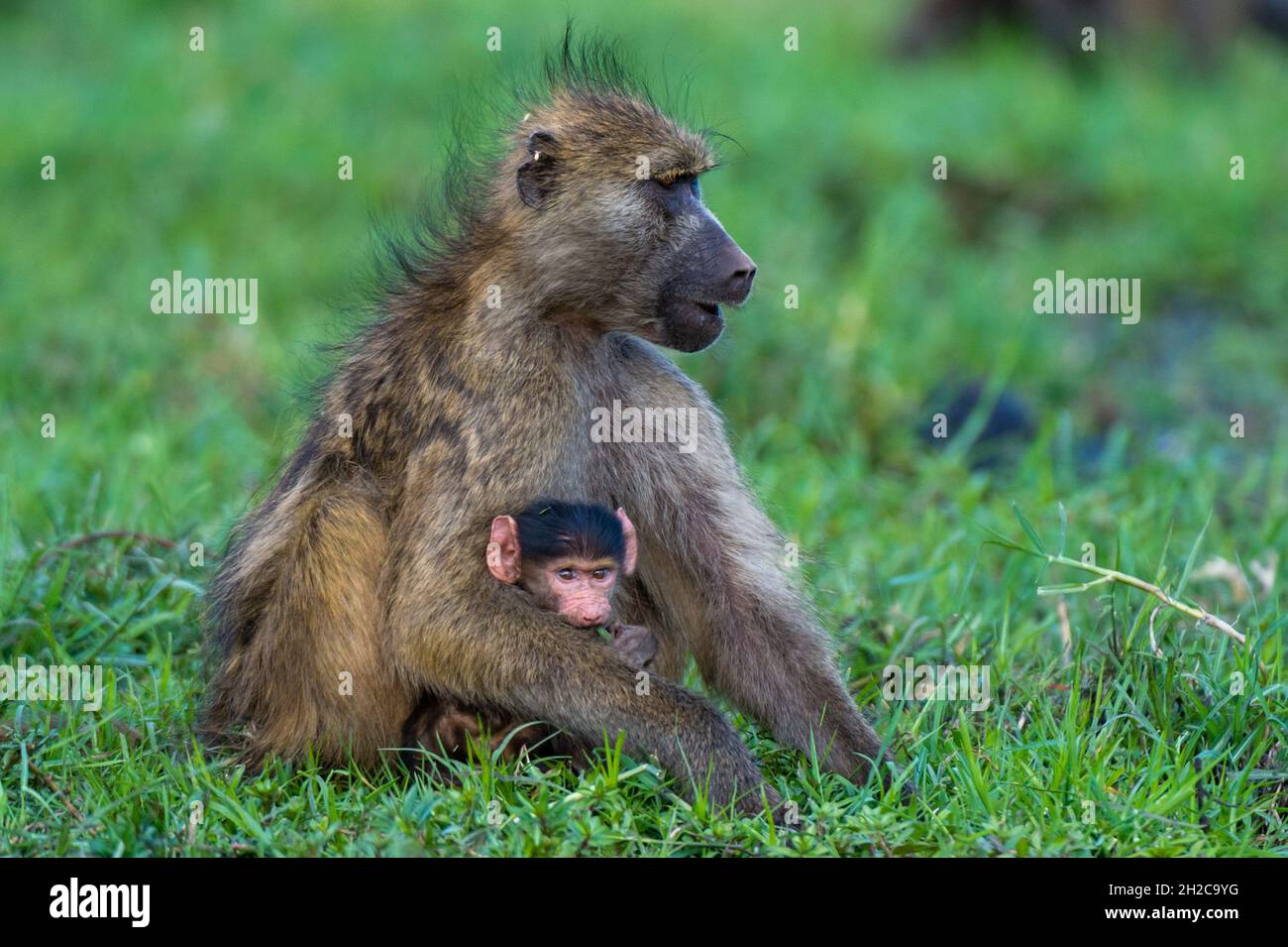 Un babouin de chacma, Papio ursinus, avec un nouveau-né dans le parc national de Chobe.Botswana. Banque D'Images