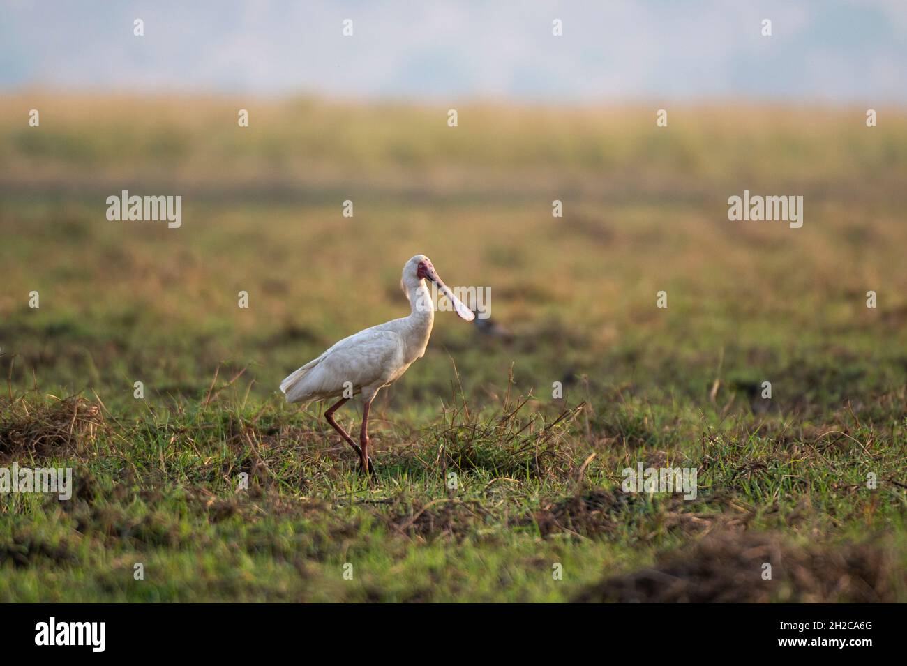 Une cuillerée africaine, Platalea alba, marchant sur une plaine herbeuse.Parc national de Chobe, Botswana. Banque D'Images