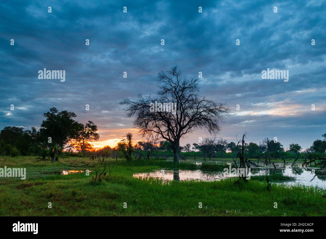 Un orage approchant le delta de l'Okavango au coucher du soleil.Zone de concession Khwai, Okavango, Botswana. Banque D'Images