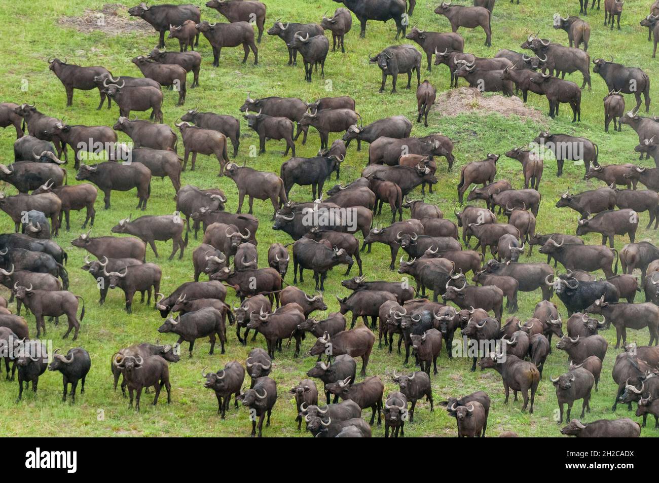 Une vue aérienne d'un troupeau de buffles africains, Syncerus caffer.Delta d'Okavango, Botswana. Banque D'Images