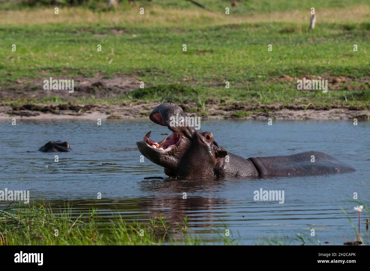 Un hippopotame, Hippopotamus amphibius, dans l'eau, montrant un comportement territorial.Zone de concession Khwai, Okavango, Botswana. Banque D'Images