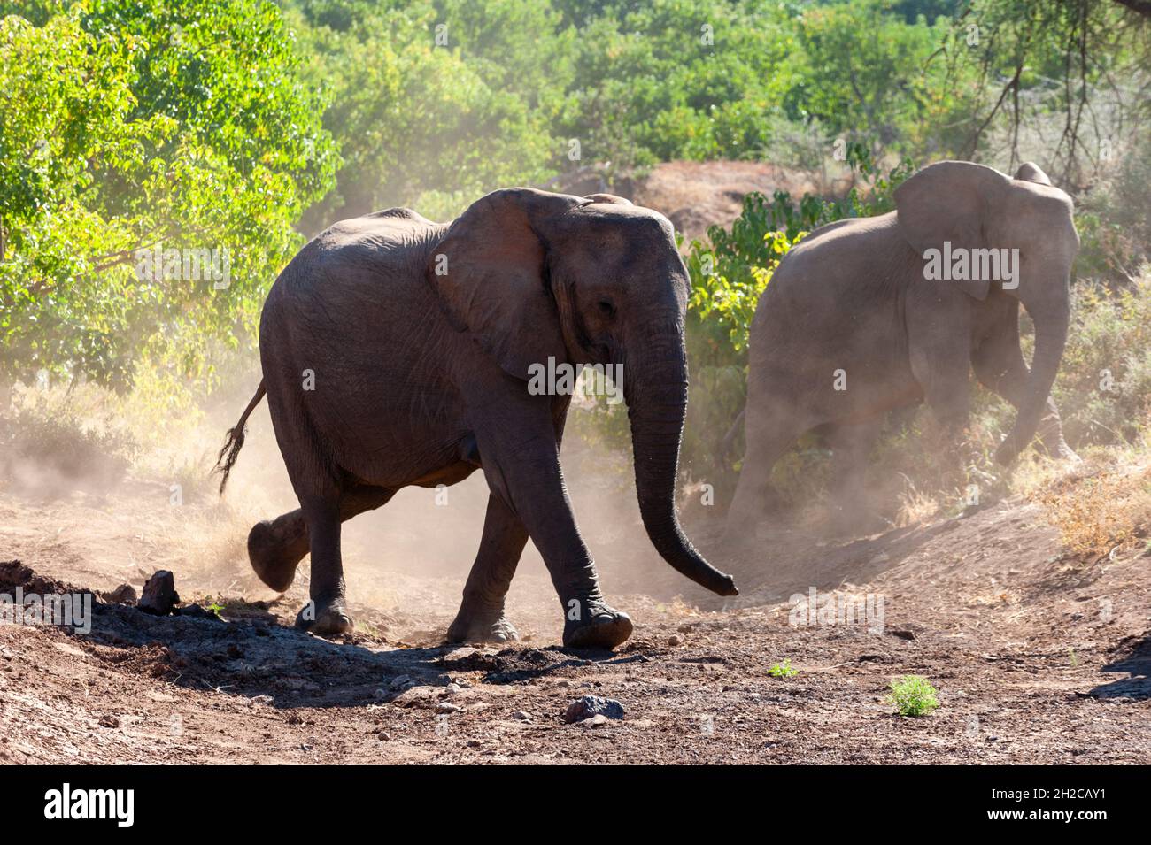 Les éléphants d'Afrique, Loxodonta africana, qui se mettent à crier des nuages de poussière lorsqu'ils marchent.Mashatu Game Reserve, Botswana. Banque D'Images